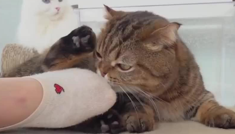 猫咪为什么总喜欢咬主人东西 猫咪为什么总喜欢咬主人东西