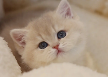 今日解答：小奶猫能喝豆浆吗