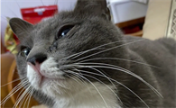 猫咪眼睛为什么老是流泪