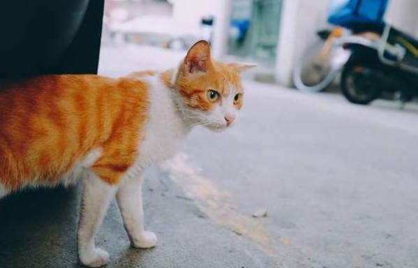 猫咪为什么出门不回来了怎么回事 猫咪为什么出门不回来了怎么回事