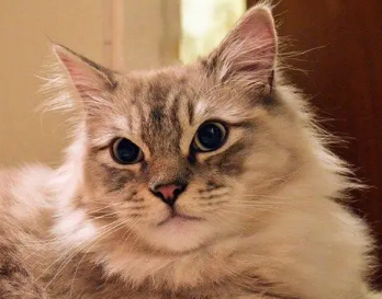 褴褛猫多大可以生小猫？想养的看过来