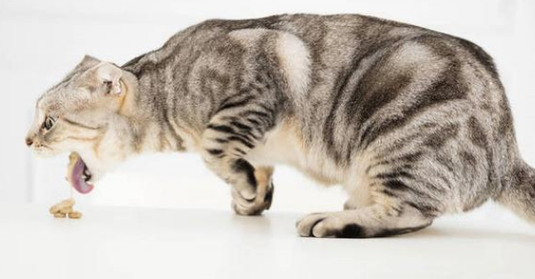 猫咪为什么呕吐加腹泻
