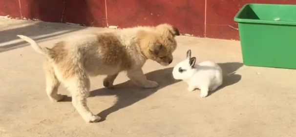 兔子给猫狗咬还能活多久 兔子给猫狗咬还能活多久