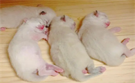 刚出生的小猫注意事项