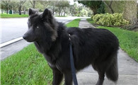 蓝湾牧羊犬中国能养吗?这个很重要哦