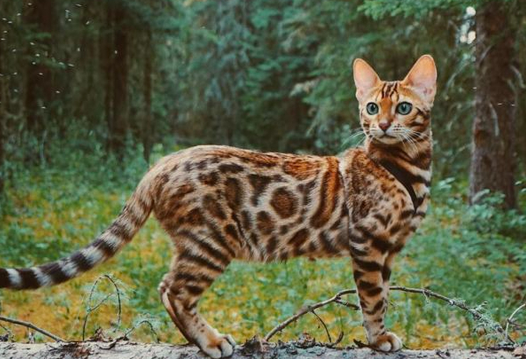 萌宠小知识：怎么训练豹猫正确磨爪？