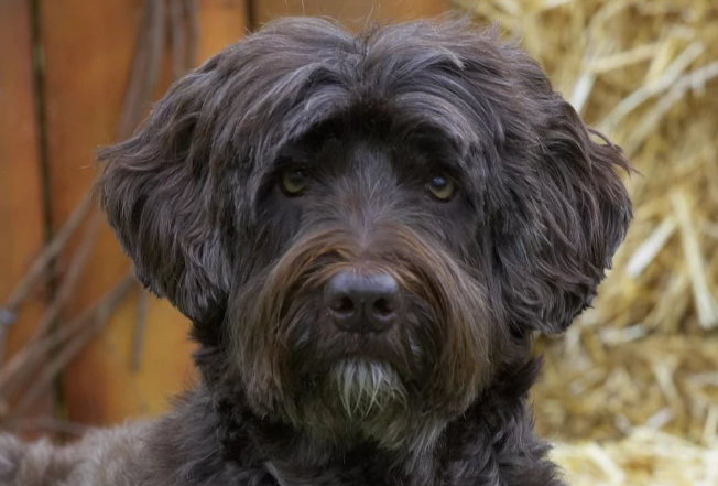 葡萄牙水犬的尾巴图片