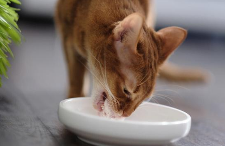 为什么农村的猫咪可以吃人饭 为什么农村的猫咪可以吃人饭