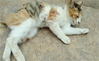 猫没死我确诊狂犬病