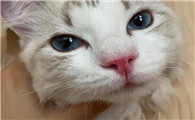 猫咪突然不活泼了鼻子干