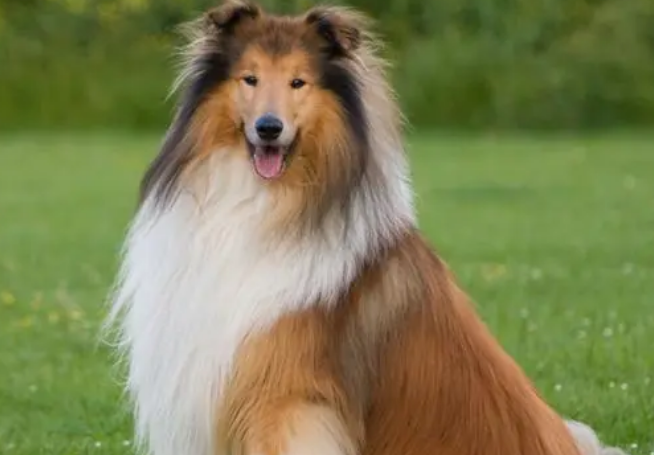 苏格兰牧羊犬拉肚子怎么办？怎么治疗它呢？