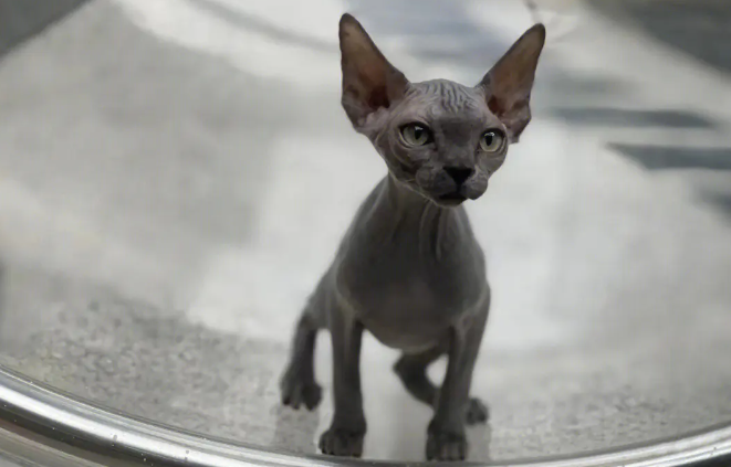 斯芬克斯猫认主人吗？一起来瞧瞧～