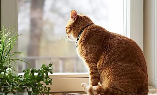 怎么帮公猫解决需求
