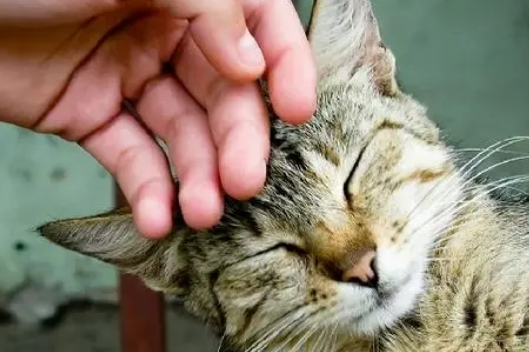 猫咪对主人的喜欢程度及表现