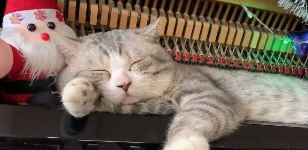 猫咪为什么不听歌就不睡觉了