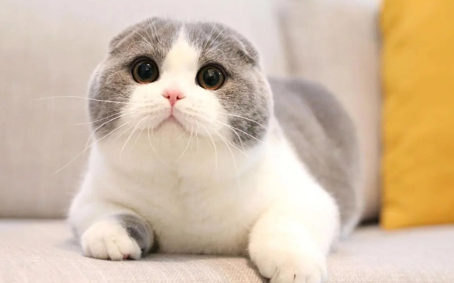 折耳猫咪总发抖为什么呢