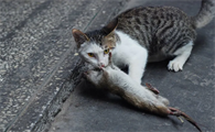 猫喜欢夹老鼠吃的原因
