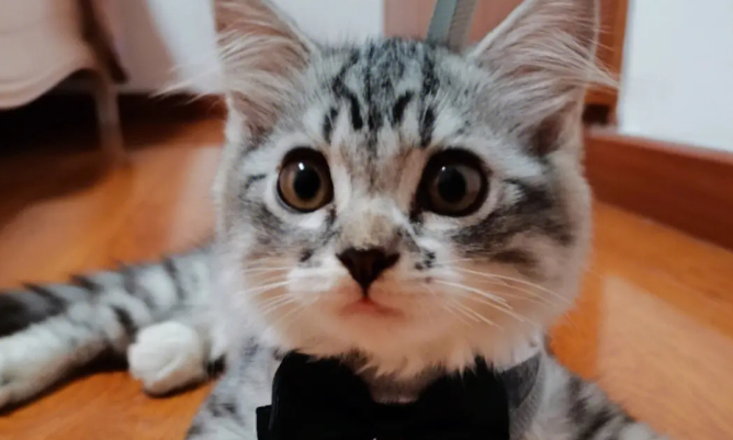 为什么我家猫这么可爱