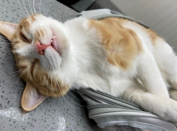 为什么要把猫咪弄死呢