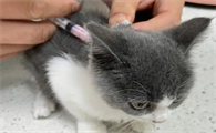 不出门的猫咪需要打疫苗吗