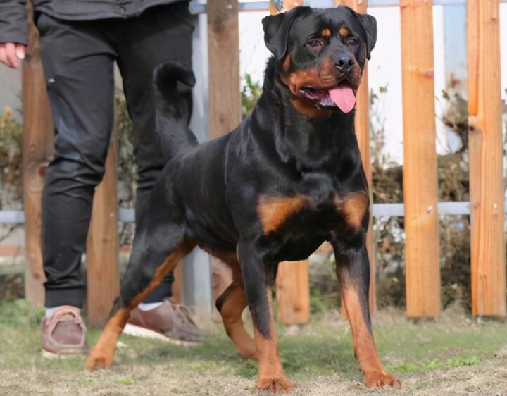 罗威纳犬为什么不看门?或许本文可以告诉你 罗威纳犬为什么不看门?或许本文可以告诉你