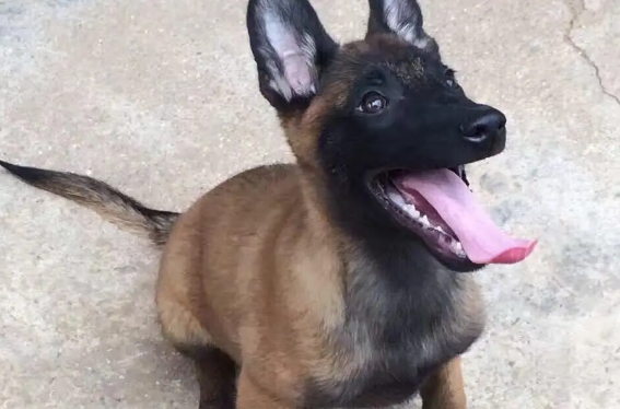马犬时速多少公里？它跑的非常快！