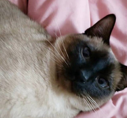 猫咪拐了个对象回来，宠主刚一乐，发现自家的猫叛变了 
