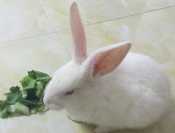 兔子一天不拉屎但正常吃东西