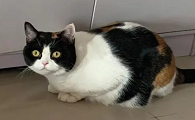 为什么猫咪喜欢三花