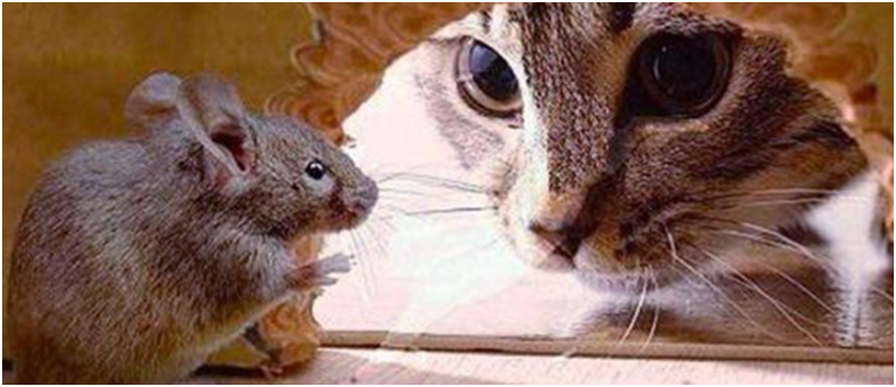 不叫的猫会抓老鼠