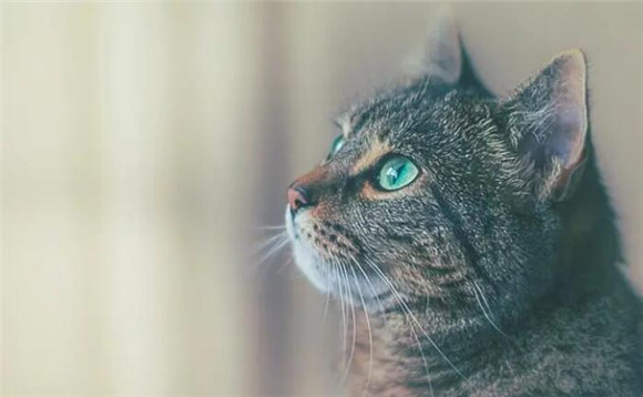 为什么有些人特别招猫咪喜欢