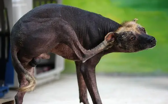 墨西哥无毛犬拉虫子怎么办？一起来瞧瞧～