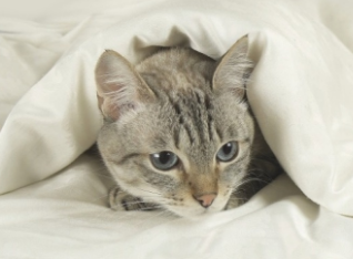猫咪绝育为什么会尿床