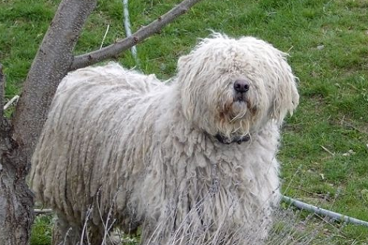 可蒙犬怎么训练不乱吠叫？想学的看过来！