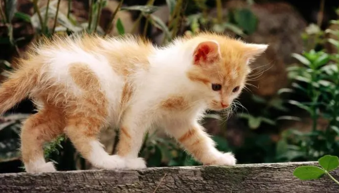 猫得了猫癣能自愈吗