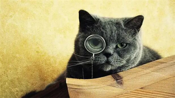 猫咪积食是因为什么症状引起的