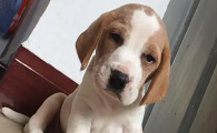 巴吉度幼犬窒息怎么办?这两种抢救方法需要掌握