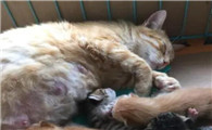 猫咪 孩子为什么红肿了