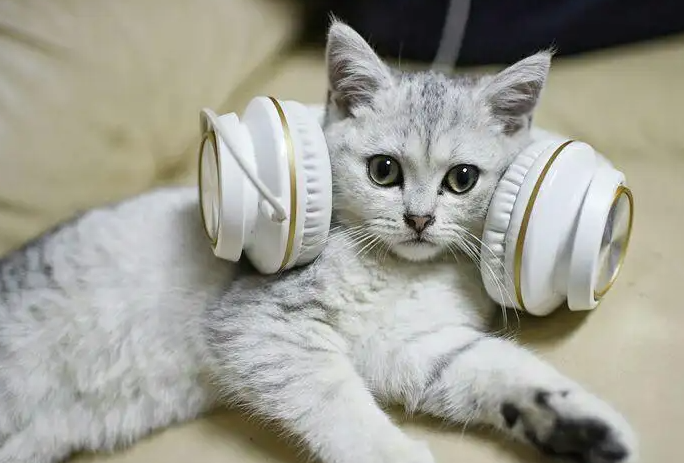 猫咪为什么喜欢抓耳机听歌呢