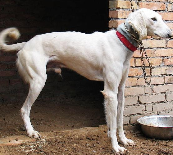 中国细犬怀孕吃什么好？这篇文章告诉你