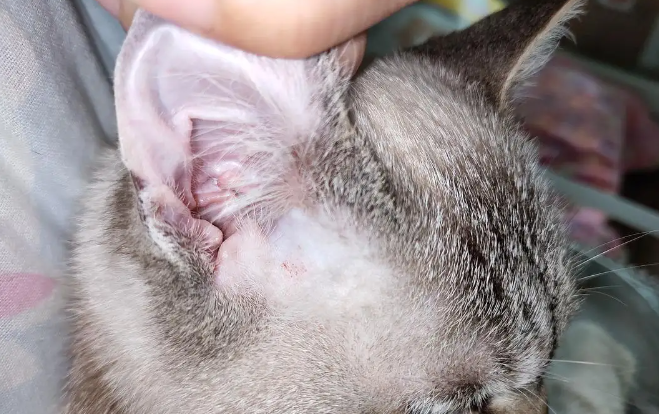 猫咪耳朵开衩是为什么原因 猫咪耳朵开衩是为什么原因