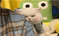 猫咪为什么咬我头顶的毛
