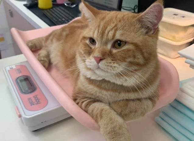 橘猫吃下“纸巾”干呕白泡,呼吸困难,花半年伙食费才救回来 橘猫吃下“纸巾”干呕白泡,呼吸困难,花半年伙食费才救回来