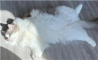 猫咪能不能晒太阳睡觉