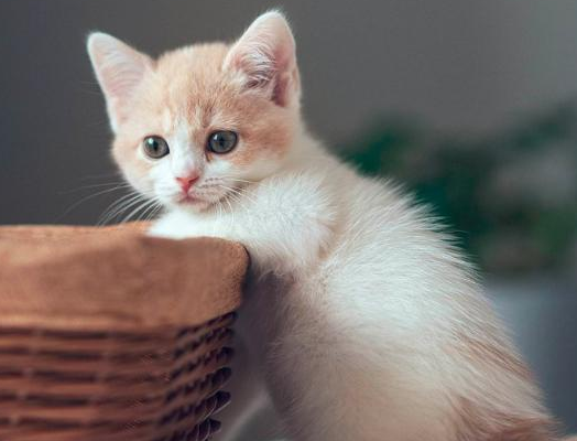 猫咪为什么要吃猫粮?Kingsmoor宠物粮怎么样? 猫咪为什么要吃猫粮?Kingsmoor宠物粮怎么样?