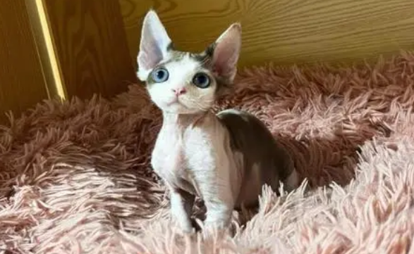 德国长毛猫品种