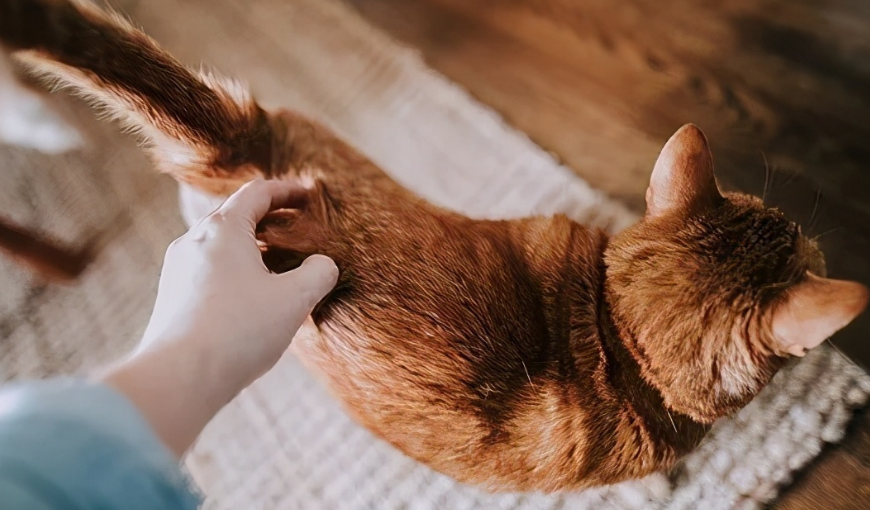 不让猫咪抓尾巴是为什么 不让猫咪抓尾巴是为什么