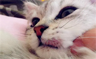 猫咪为什么患口腔炎呢