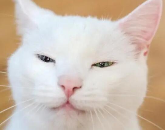 猫咪的眼睛为什么总是眯着呢