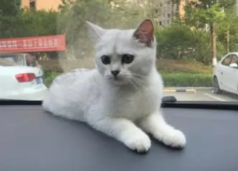猫咪喜欢坐车出去玩吗